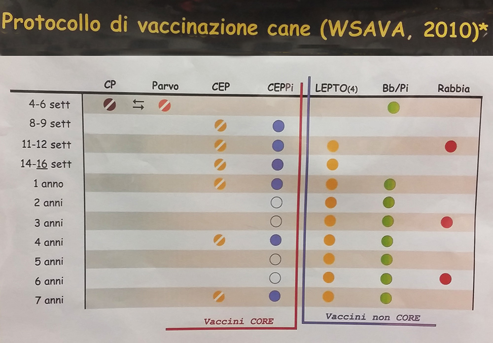 protocollo vaccinazione